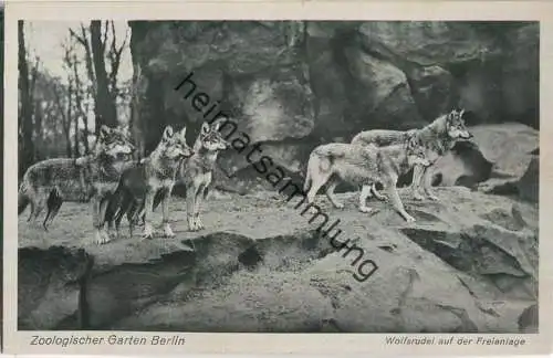 Zoologischer Garten Berlin - Wolfsrudel auf der Freianlage - Verlag des Aktien-Vereins des Zoologischen Gartens