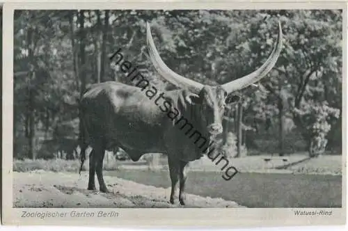 Zoologischer Garten Berlin - Watussi-Rind - Verlag des Aktien-Vereins des Zoologischen Gartens zu Berlin 40er Jahre