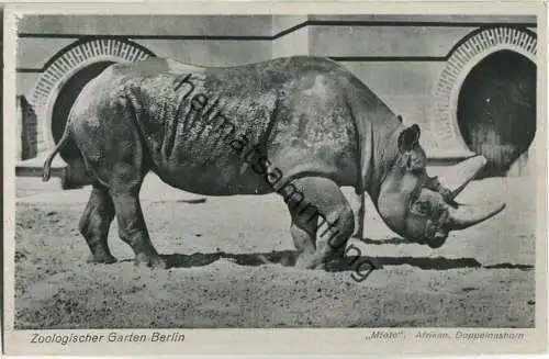 Zoologischer Garten Berlin - Mtoto Afrikanisches Doppelnashorn - Verlag des Aktien-Vereins des Zoologischen Gartens