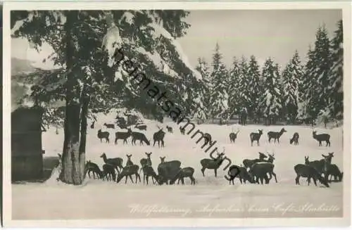 Wildfütterung beim Cafe Almhütte - Alpiner Foto-Karten-Verlag