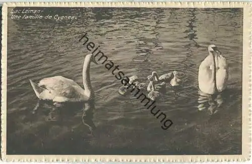 Lac Leman - une famille de Cygnes - Schwanenfamilie