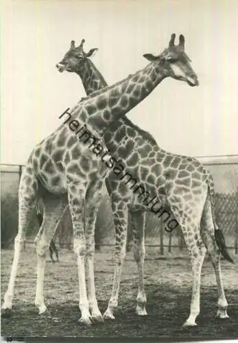 Tierpark Berlin - Giraffen Ursel und Tobias - Foto-AK - Verlag H. Sander KG Berlin