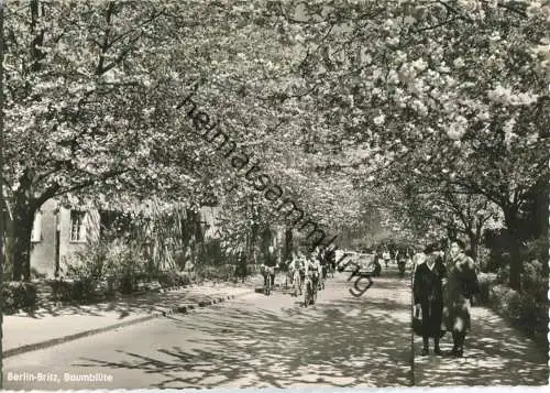 Berlin - Britz - Baumblüte - Foto-Ansichtskarte - Verlag Kunst und Bild Berlin