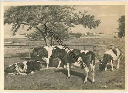 HDK424 - In der Koppel - Willy Tag - Verlag Photo-Hoffmann München