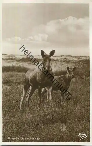 Kurische Nehrung - Sicherndes Elchtier mit Kalb - Foto-Ansichtskarte - Verlag Fritz Krauskopf Königsberg