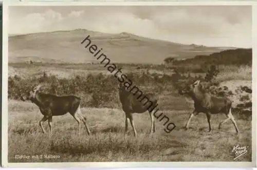 Kurische Nehrung - Elchtier mit zwei Kälbern - Foto-Ansichtskarte - Verlag Fritz Krauskopf Königsberg