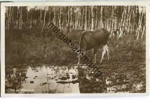 Kurische Nehrung - Elch am Wasserloch - Foto-Ansichtskarte - Verlag Fritz Krauskopf Königsberg