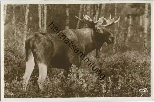 Kurische Nehrung - Elch - Foto-Ansichtskarte - Verlag Fritz Krauskopf Königsberg