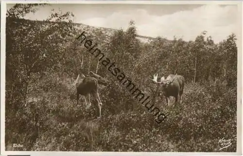 Kurische Nehrung - Elche - Foto-Ansichtskarte - Verlag Fritz Krauskopf Königsberg