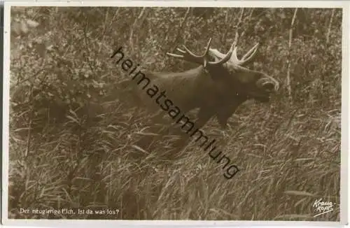 Kurische Nehrung - neugieriger Elch - Foto-Ansichtskarte - Verlag Fritz Krauskopf Königsberg