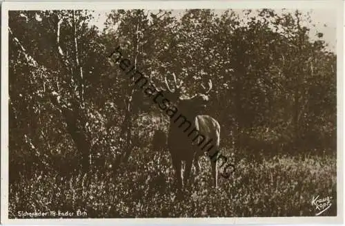 Kurische Nehrung - Sichernder 18 Ender Elch - Foto-Ansichtskarte - Verlag Fritz Krauskopf Königsberg
