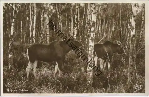 Kurische Nehrung - Sichernde Elchtiere - Foto-Ansichtskarte - Verlag Fritz Krauskopf Königsberg