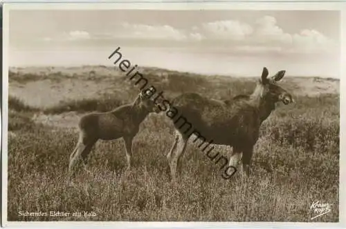 Kurische Nehrung - Sicherndes Elchtier mit Kalb - Foto-Ansichtskarte - Verlag Fritz Krauskopf Königsberg