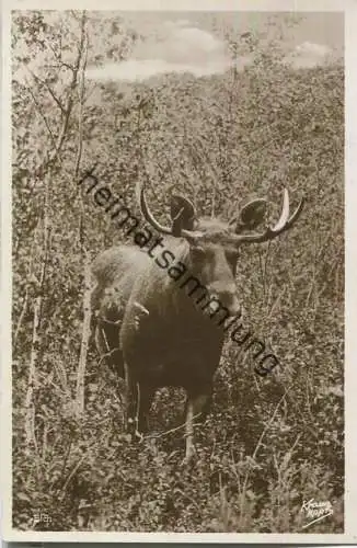Kurische Nehrung - Elch - Foto-Ansichtskarte - Verlag Fritz Krauskopf Königsberg