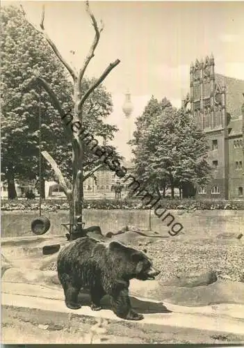 Berlin - Bärenzwinger im Köllnischen Park - VEB Bild und Heimat Reichenbach