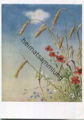 Mohn - Karl-Kühnle-Postkarte 61 - Karl Rohm Verlag Lorch 30er Jahre