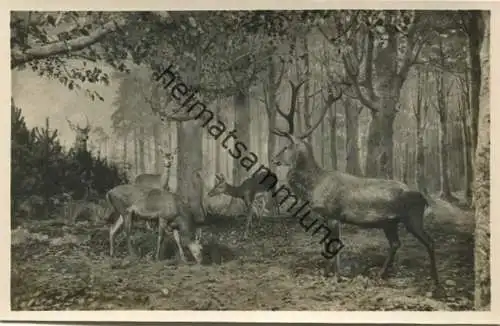 Berlin - Zoologisches Museum - Rehe im Winter