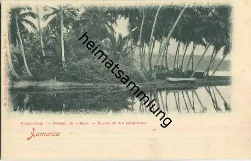 Jamaica - Palmenhain - Verlag E. Arenz Wien ca. 1900