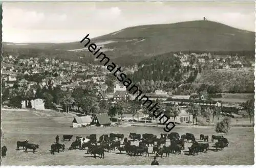 Braunlage mit Wurmberg - Kuhherde - Foto-Ansichtskarte - Verlag H. Kiesewetter Braunlage