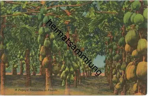 Florida - Papaya Plantation