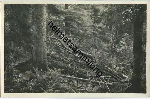 Höllbachgspreng am Falkenstein - Urwald Naturschutzgebiet - Foto-Ansichtskarte - Verlag Ant. Pech Zwiesel