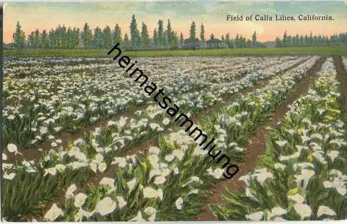 California - Field of Calla Lilies