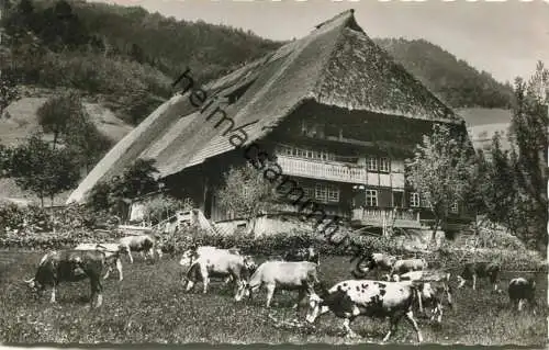Schwarzwaldhaus - Kühe - Foto-AK - Verlag Gebr. Metz Tübingen