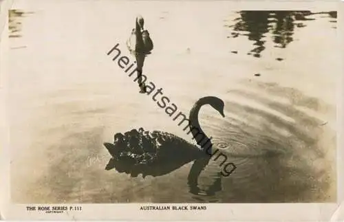 Australian Black Swans - Foto-AK - Verlag The Rose Stereograph Armadale