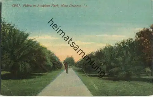 New Orleans - Palms in Audubon Park