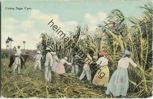 African-Americans - cutting sugar cane