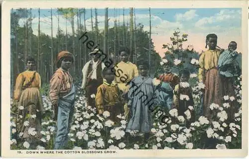 African-Americans - Down where the cotton blossoms grow