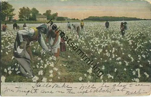 African-Americans - picking cotton