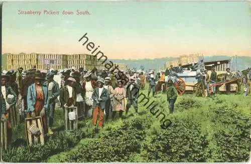 African-Americans - strawberry pickers down south