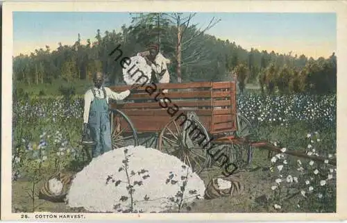 African-Americans - Cotton Harvest