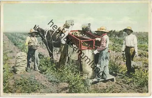 African-Americans - Potato Sorter and Sacker