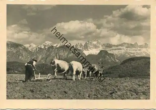 Pflügen - Motivo sul Renon verso il Catinaccio Foto-AK Grossformat - Photograph Wolfram Knoll - Verlag J. F. Amonn Bolza