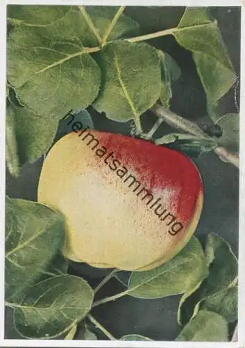 Gelber Apfel - AK Grossformat - Farbfoto-Fritz Teuscher - Wächter Verlag Teplitz-Schönau (Sudetengau)