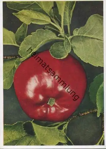 Roter Apfel - AK Grossformat - Farbfoto-Fritz Teuscher - Wächter Verlag Teplitz-Schönau (Sudetengau)