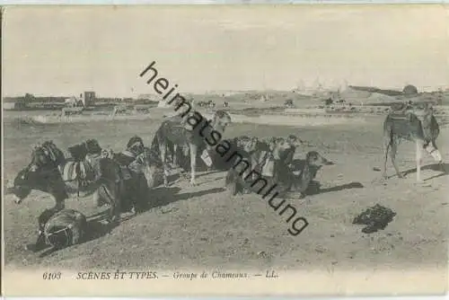 Scenes et Types - Groupe de Chameaux