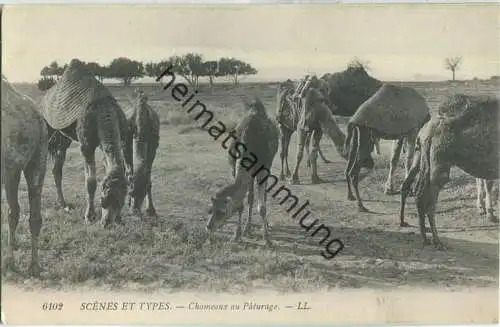 Scenes et Types - Chameaux au Paturage