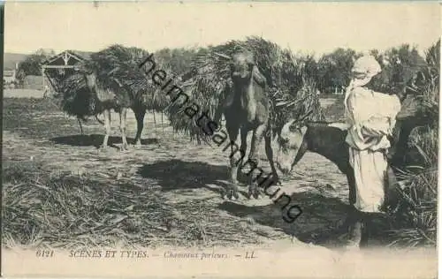 Scenes et Types - Chameaux porteurs
