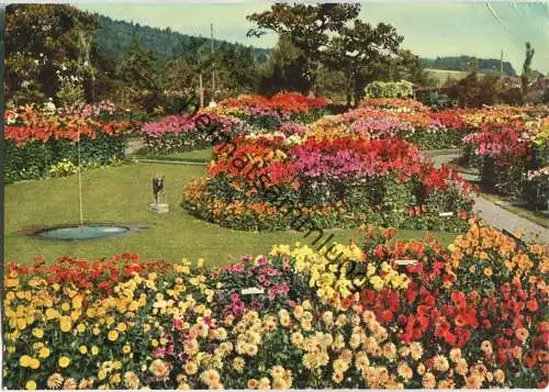 Zürich - Dahlienschau Unterengstringen - Gärtnerei A. Hoffmann Söhne