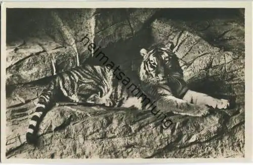 Hamburg-Stellingen - Tierpark Hagenbeck - Tiger - Foto-Ansichtskarte 30er Jahre