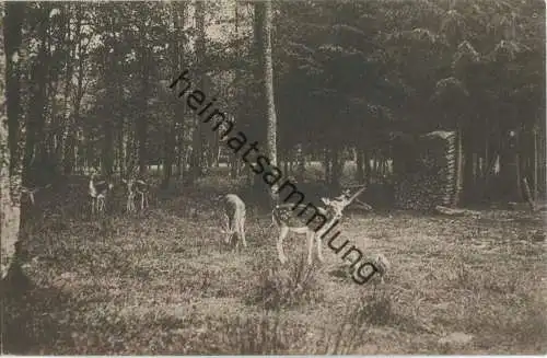 Friedrichsruh bei Hamburg - Damwild im Saupark Sachsenwald - Verlag J. Schlotfeldt Bergedorf