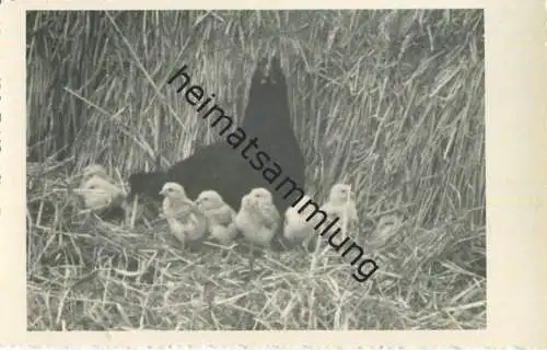 Hühner - Foto-AK 40er Jahre