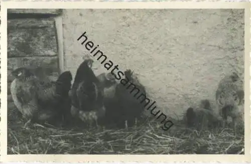 Hühner - Foto-AK 40er Jahre