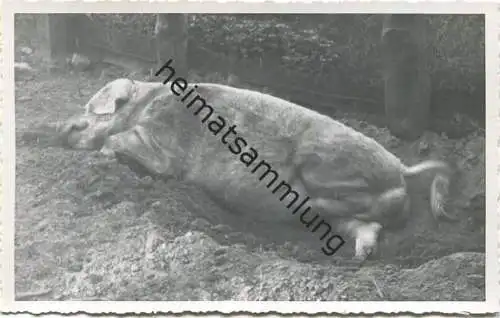 Schwein - Foto-AK 40er Jahre
