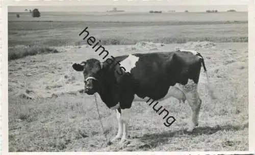 Kuh - Foto-AK 40er Jahre