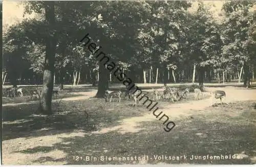 Berlin-Siemensstadt - Volkspark Jungfernheide - Rehe - Foto-Ansichtskarte 30er Jahre