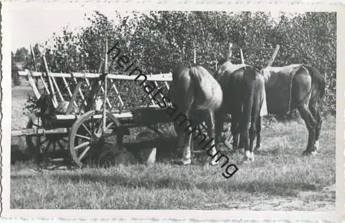 Landwirtschaft - Foto-AK 40er Jahre